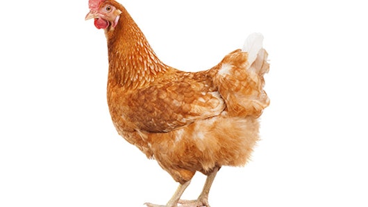 Antibiotic resistance - Bug count - Promo