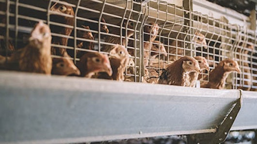 20jul fake free range egg seller promo