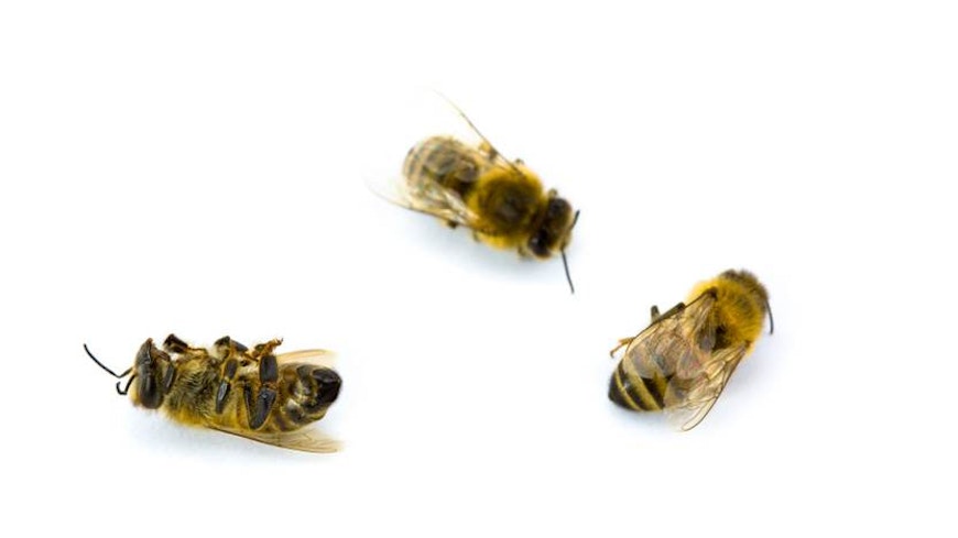 12dec beesandinsecticides deadbeesl
