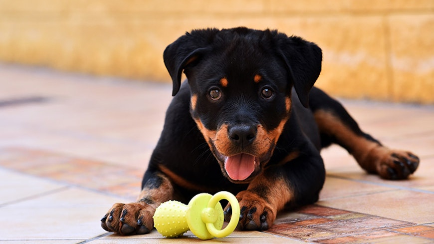 13feb disputes tribunal rott