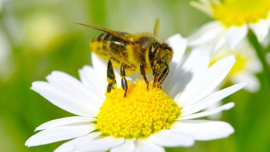 10may gardeningwithoutinsecticides bee