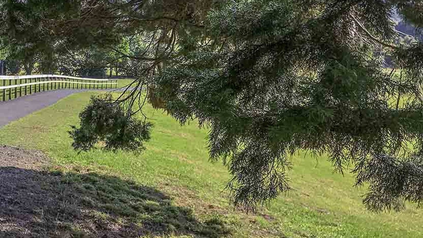 If your tree is creating problems near a road or public land, the council can issue a notice ordering you to remove or trim it.