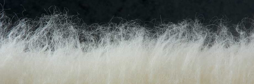 Wool is considered the “gold standard” for carpets.