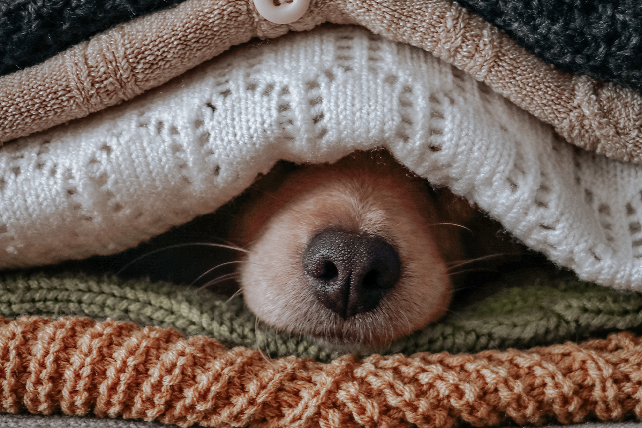 Dog keeping warm wrapped in blankets.