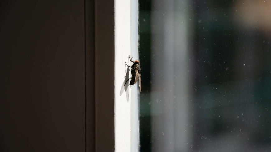 Fly on window width
