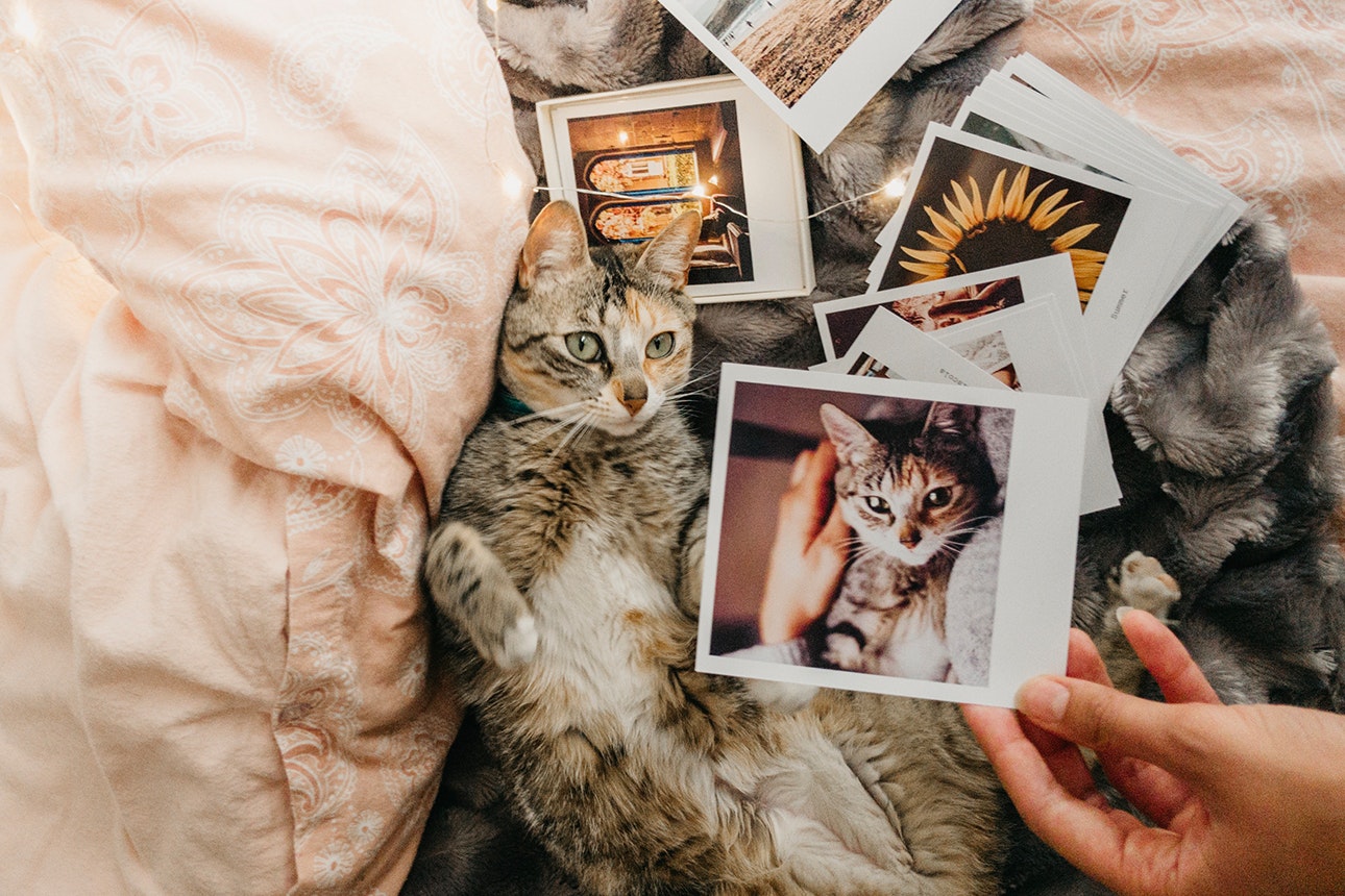 Cat lying down in bed with several retro photos.