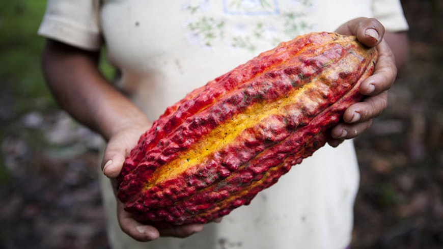 20nov ethical cocoa bean