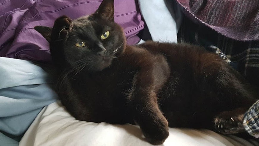 21sep catteries kennels width