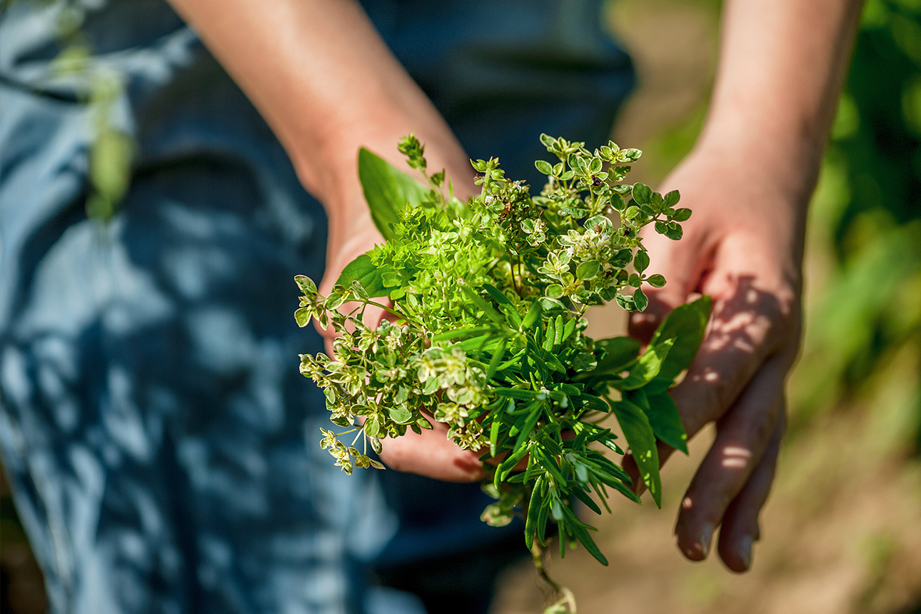 Person holding herbs.