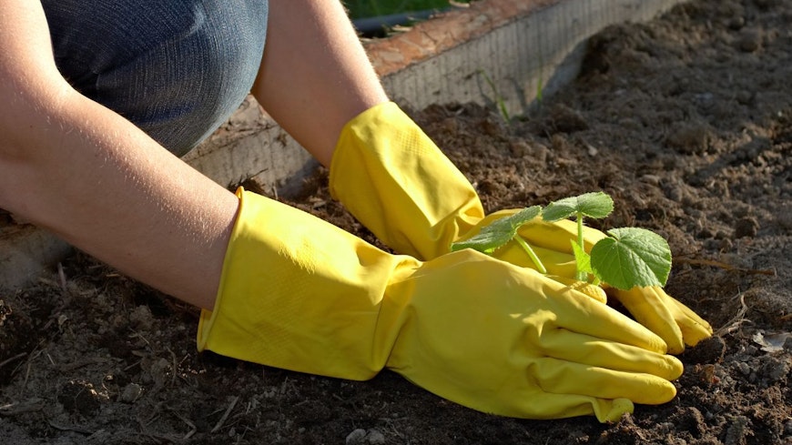 Image of a person planting in the garden