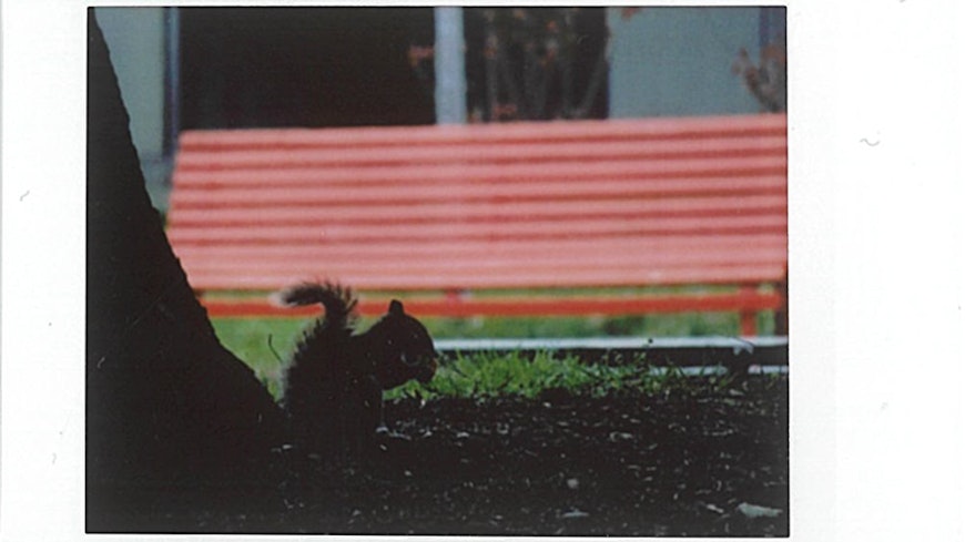 Photo of squirrel, printed with the Fujifilm Instax Mini Link.