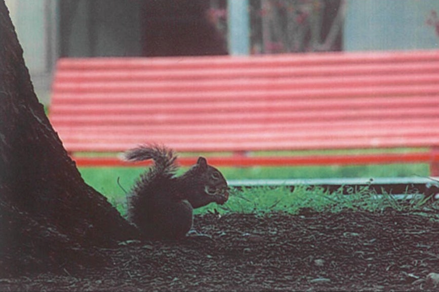 Photo of a squirrel, printed with the Lifeprint.