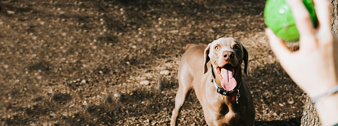 Dog playing with ball.