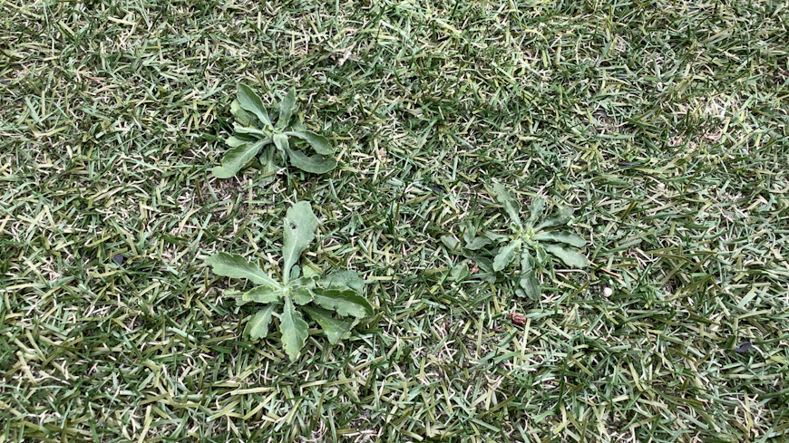 Image of weeds growing out of artificial turf