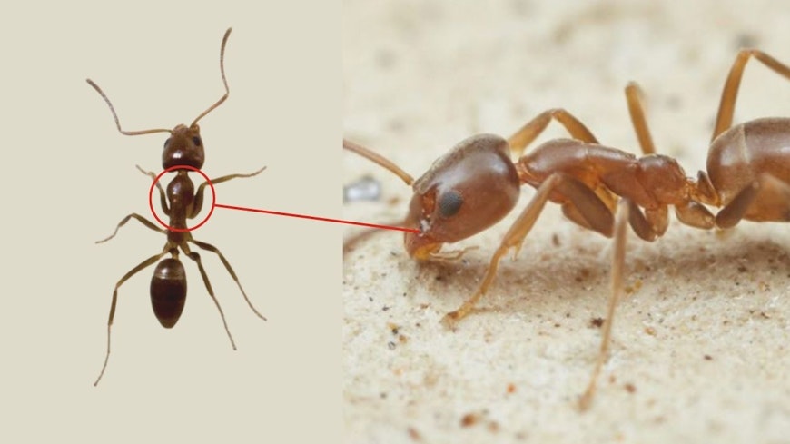 Image of argentine ants