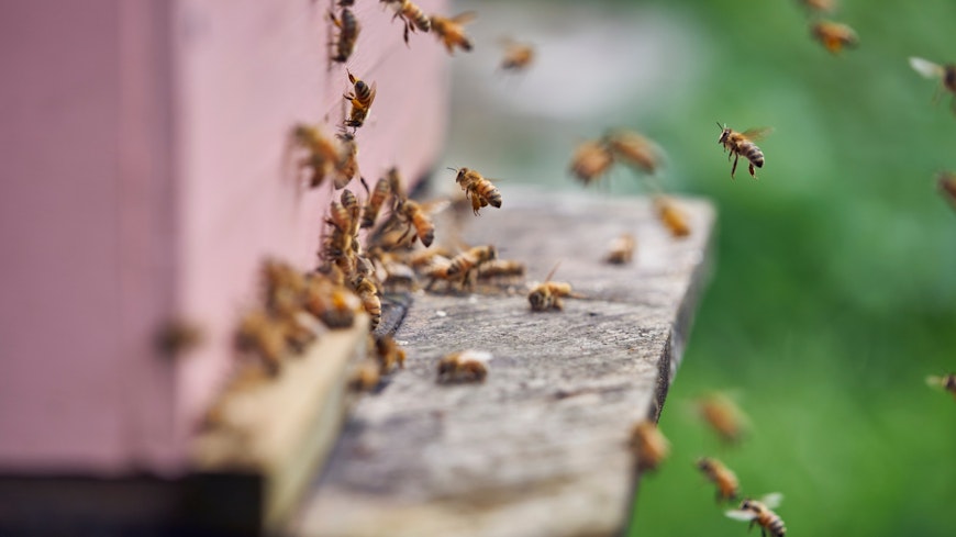 Image of bees