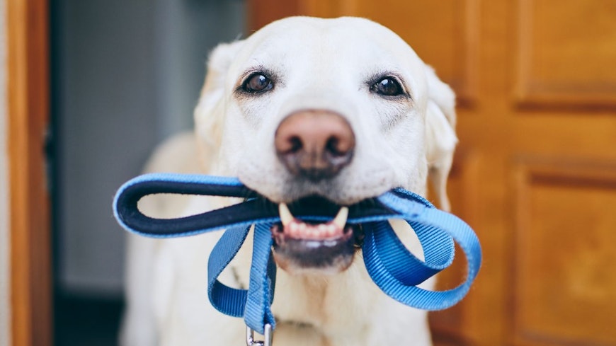 Image of a white dog with a blue leash in its mouth