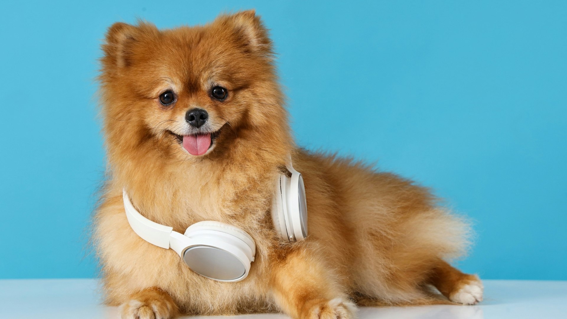 Dog wearing headphones.