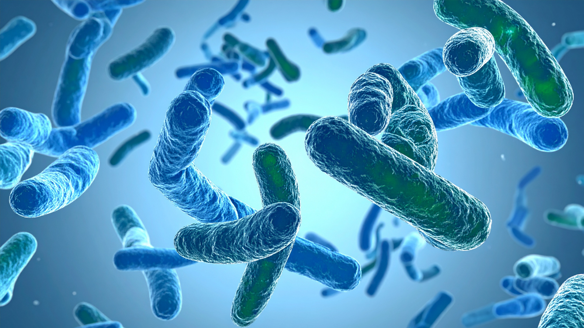 Legionella bacteria.