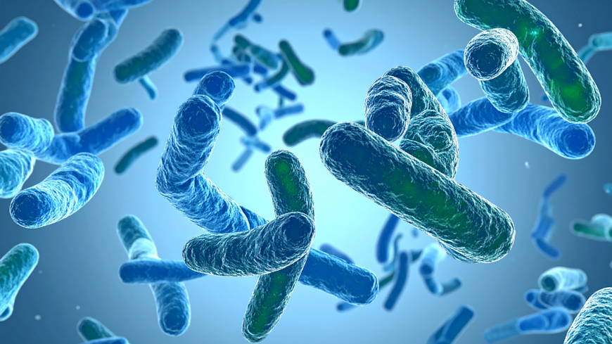 Legionella bacteria.